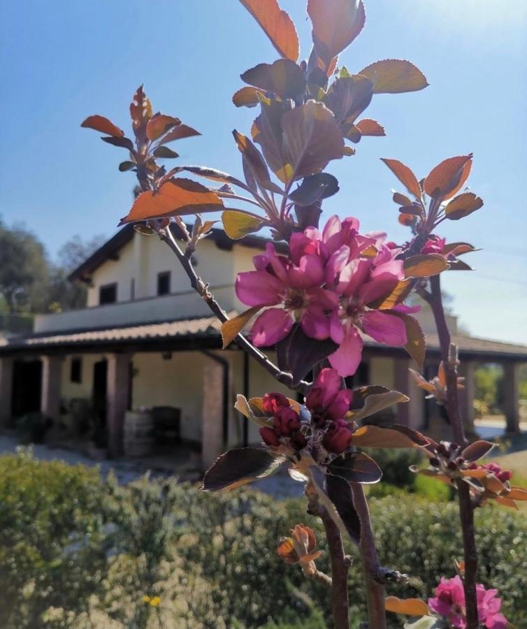 Casale Terre Rosse Bed & Breakfast Saturnia Ngoại thất bức ảnh